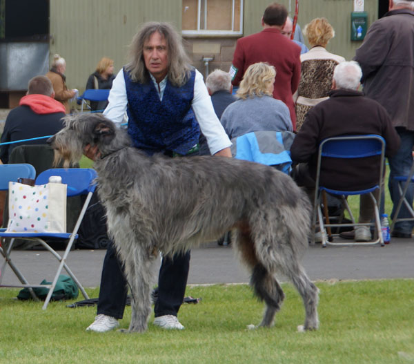 1st Open Dog